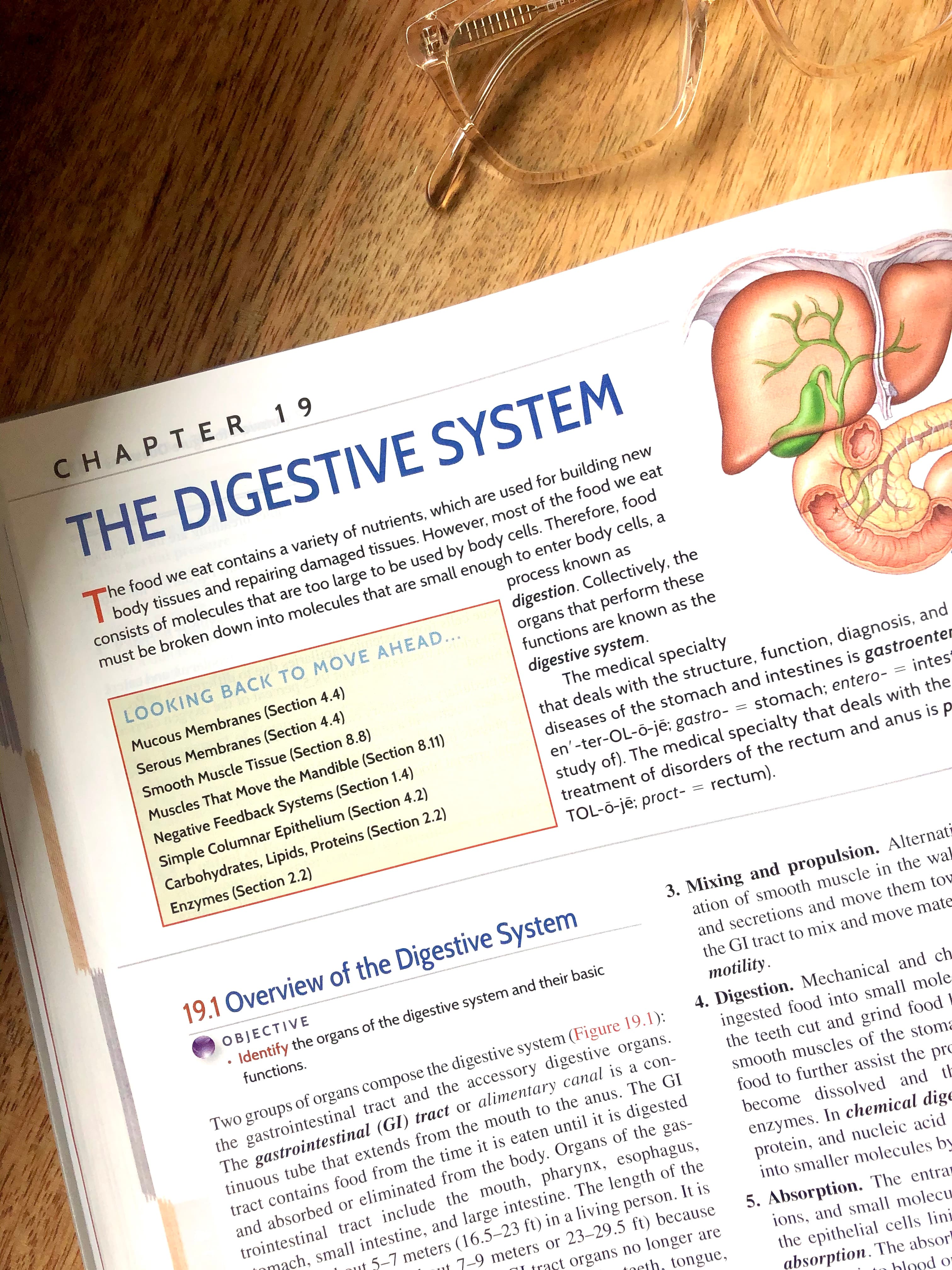 Gut Health 101: The North to South Process of Digestion